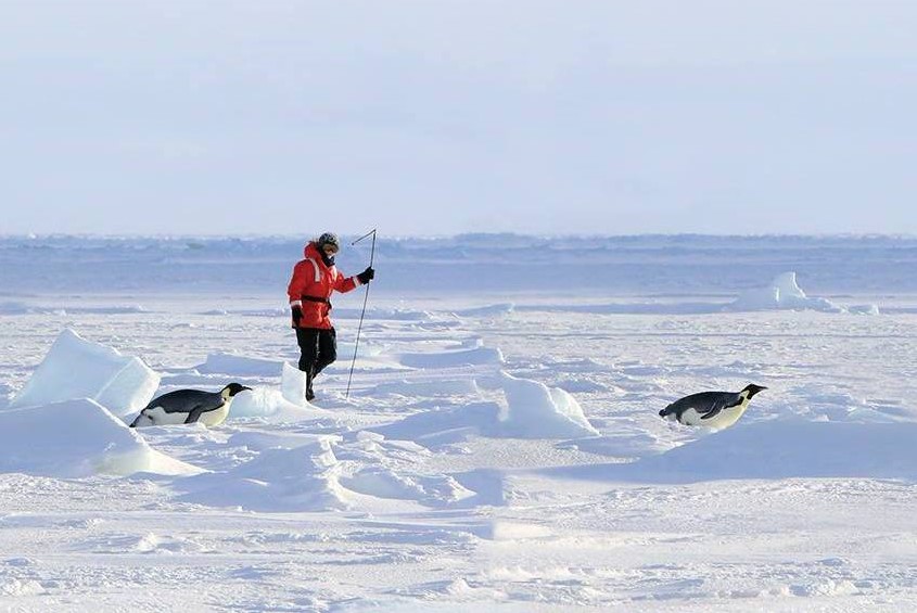 Dr. Birgitte McDonald walking on ice in Antartica with penguins.